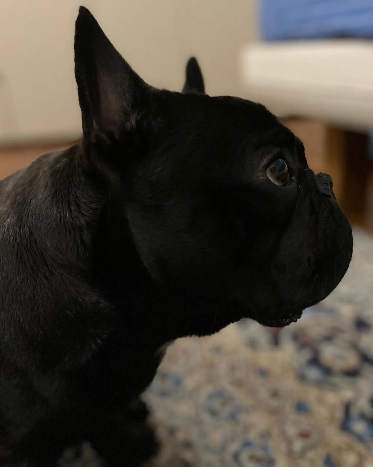 Ritratto ravvicinato di un bulldog francese.