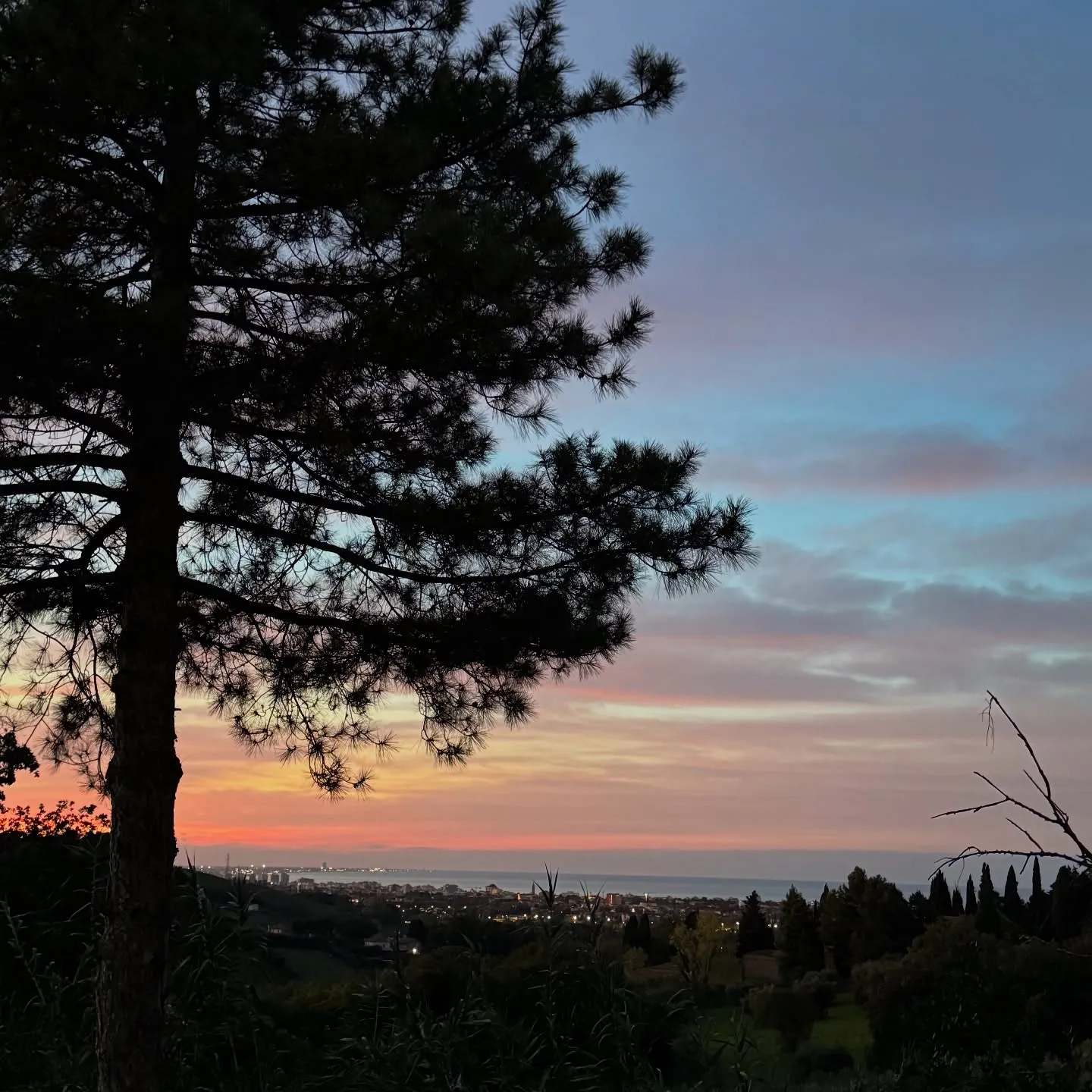 Tramonto sulla costa incorniciato da pini e vegetazione.